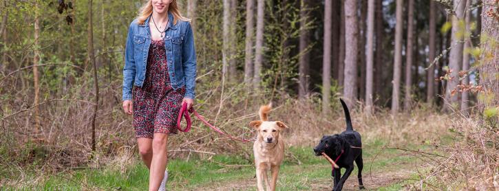 Frau spaziert im Wald mit zwei Hunden.