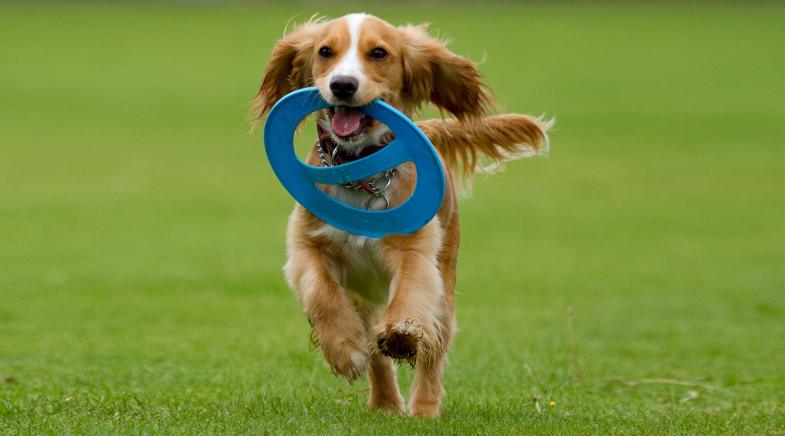 Hund trägt Frisbee