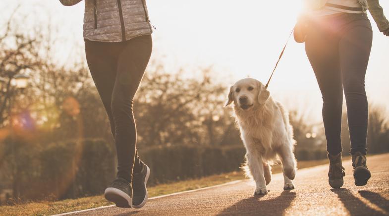 Person beim Gassi gehen mit dem Hund