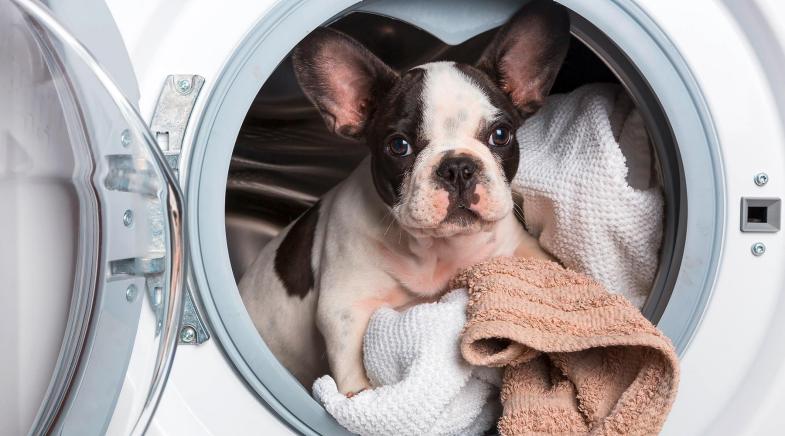 Hund schaut aus geöffneter Waschmaschine