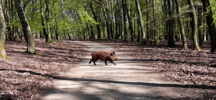 Wildschwein überquert Straße