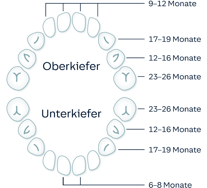 Milchzähne Wann zahnen Babys?