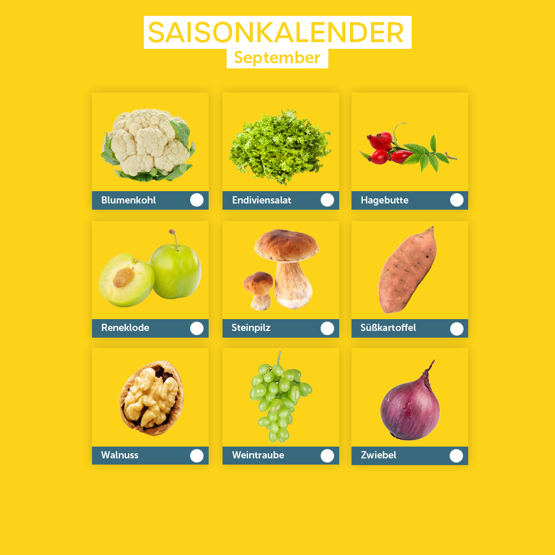 Saisonkalender September: Blumenkohl, Endiviensalat, Hagebutte, Reneklode, Steinpilz, Süßkartoffel, Walnuss, Weintraube, Zwiebel
