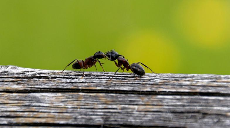 Ameisen auf Baumstamm