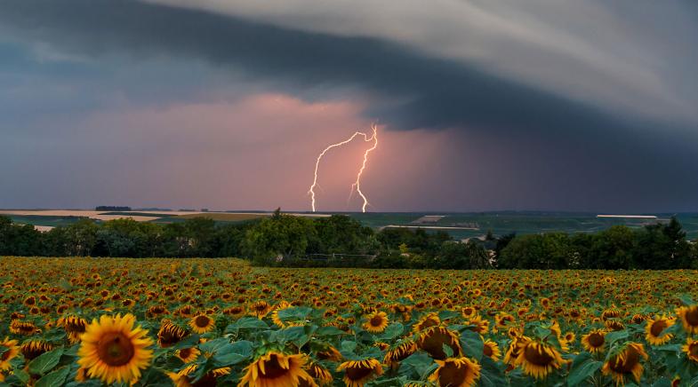 Blitz am Himmel hinter einem Sonnenblumenfeld