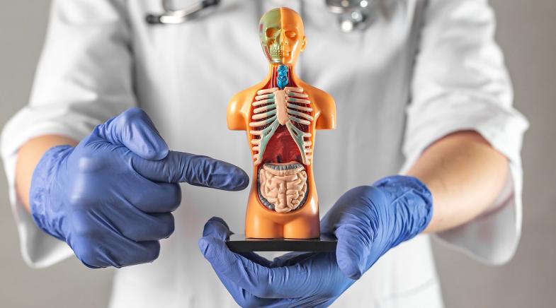 Arzt erklärt Anatomie des Menschen