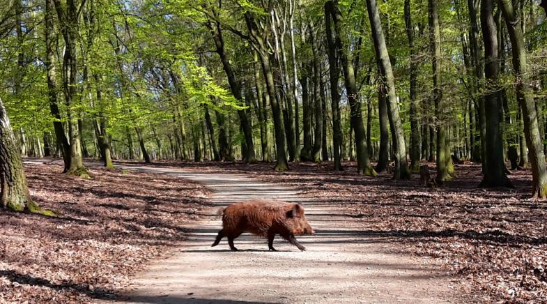 Wildschwein überquert Weg im Wald